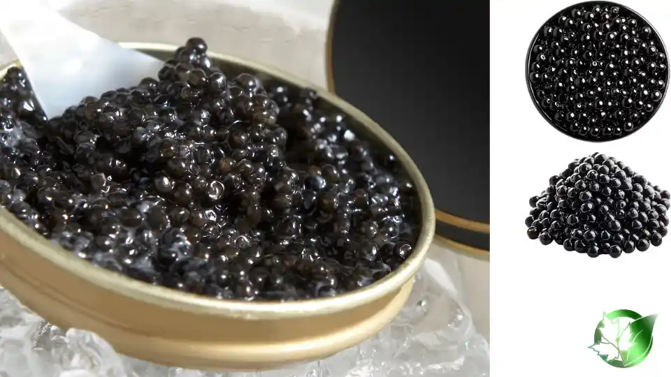 Commercial presentation of Beluga Imperial Caviar for wholesale product evaluation and buyer review.
